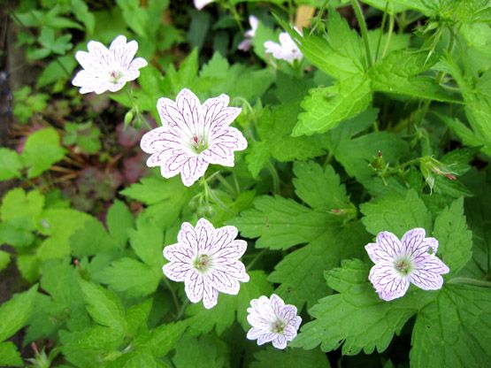 Grauer Storchschnabel
