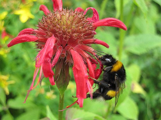 Lebendige Gärten - auch in Ober-Olm!